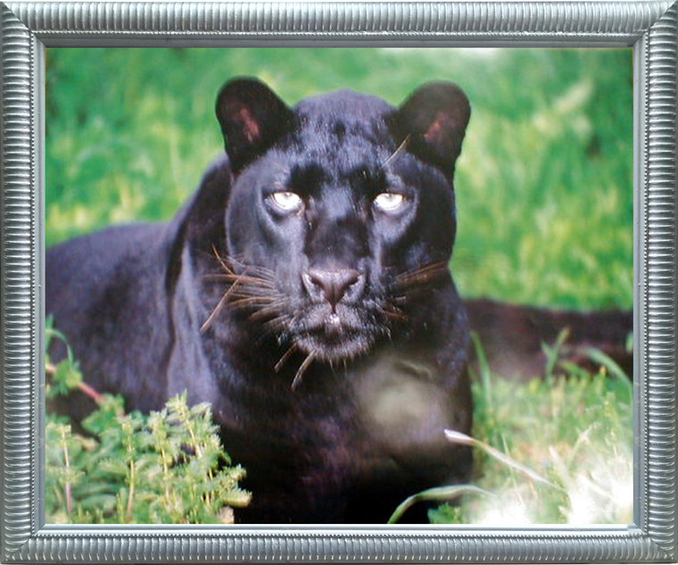 Impact Posters Gallery Black Leopard (Panther) Animal Wildlife Wall Silver Framed Picture Art Print