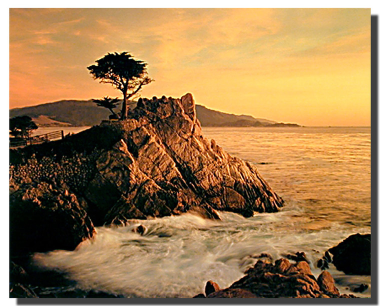 Lone Cypress Poster