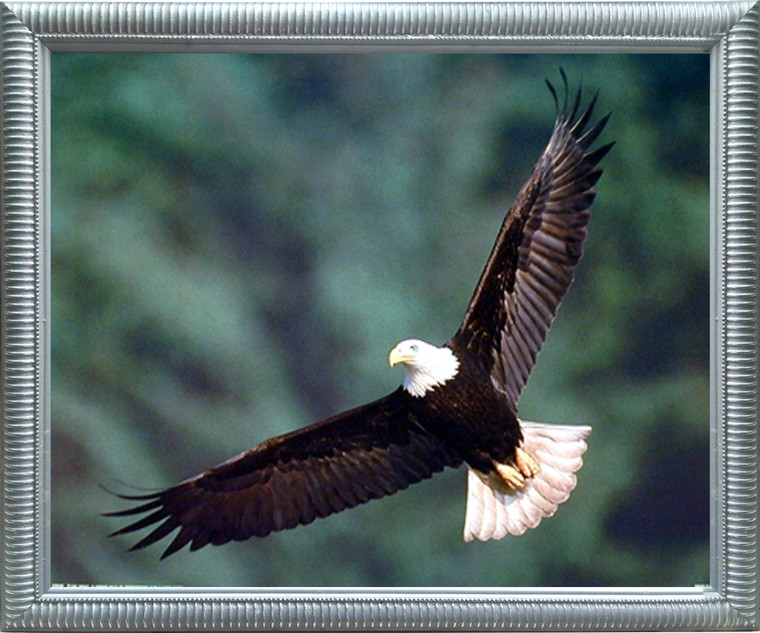 Impact Posters Gallery Bald Eagle Flying Bird Motivational Wildlife Animal Wall Decor Silver Framed Art Print Picture