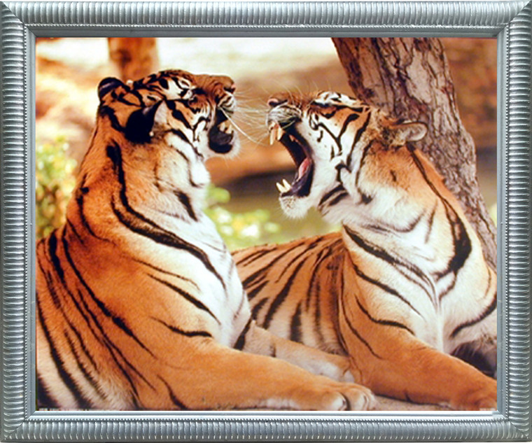 Impact Posters Gallery Tiger Pair Roaring Wildlife Animal Silver Framed Wall Decoration Art Print Picture(20x24)