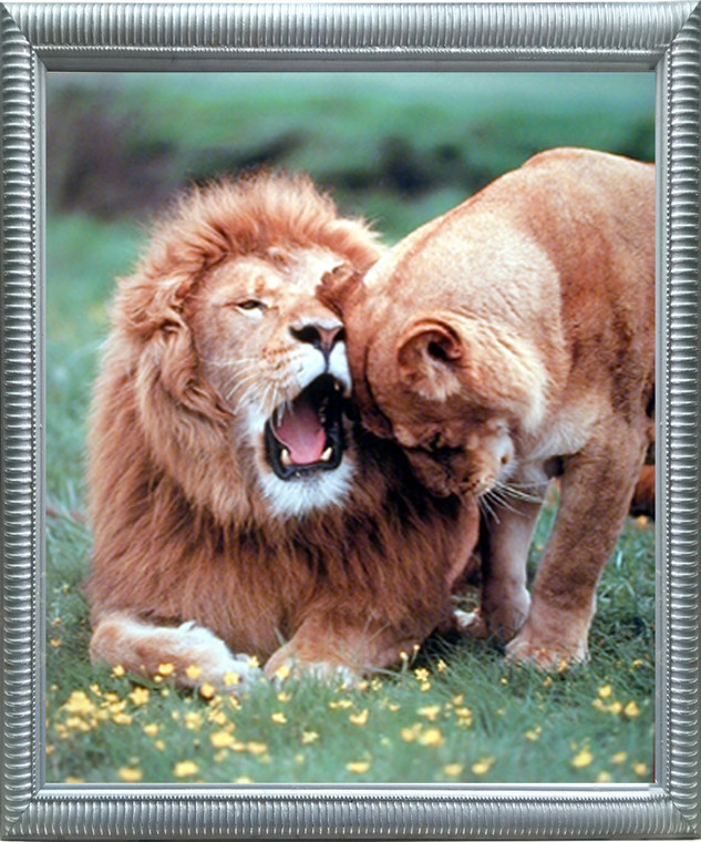 Impact Posters Gallery Lion with Cub Wild Animal Silver Framed Wall Decoration Art Print Picture (20x24)