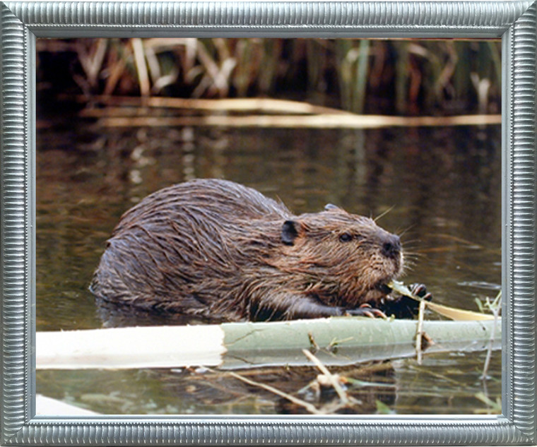 Impact Posters Gallery Beaver Wildlife Sea Animal Silver Art Print Picture Framed Wall Decoration (20x24)
