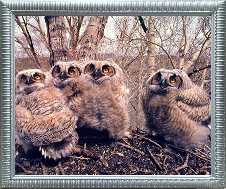 Impact Posters Gallery Great Horned Owlets (Owls) Wild Bird Wall Picture Silver Framed Art Print