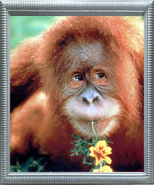 Impact Posters Gallery Orangutan Monkey Wild Animal Nature Wall Decor Silver Framed Art Print Picture (18x22)