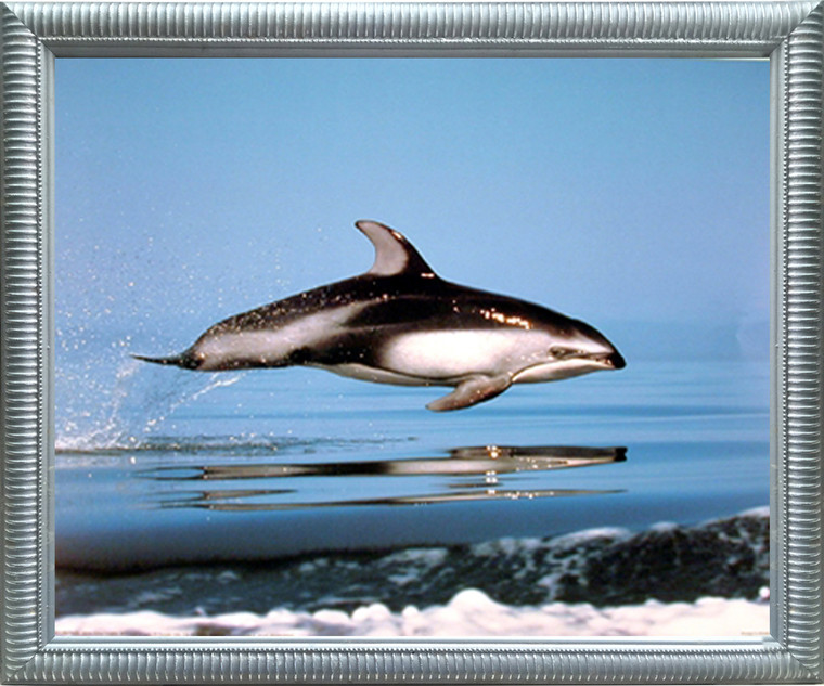 Impact Posters Gallery Pacific White-Sided Dolphin Ocean Sealife Underwater Animal Nature Wall Decor Silver Framed Art Print Picture (20x24)