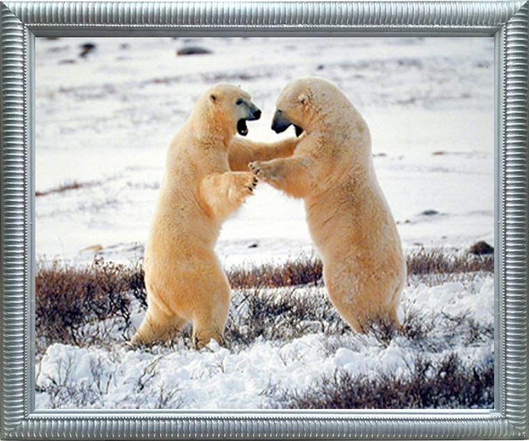 Impact Posters Gallery Polar Bears Fighting in Snow Wildlife Animal Wall Decor Silver Framed Art Print Picture (20x24)
