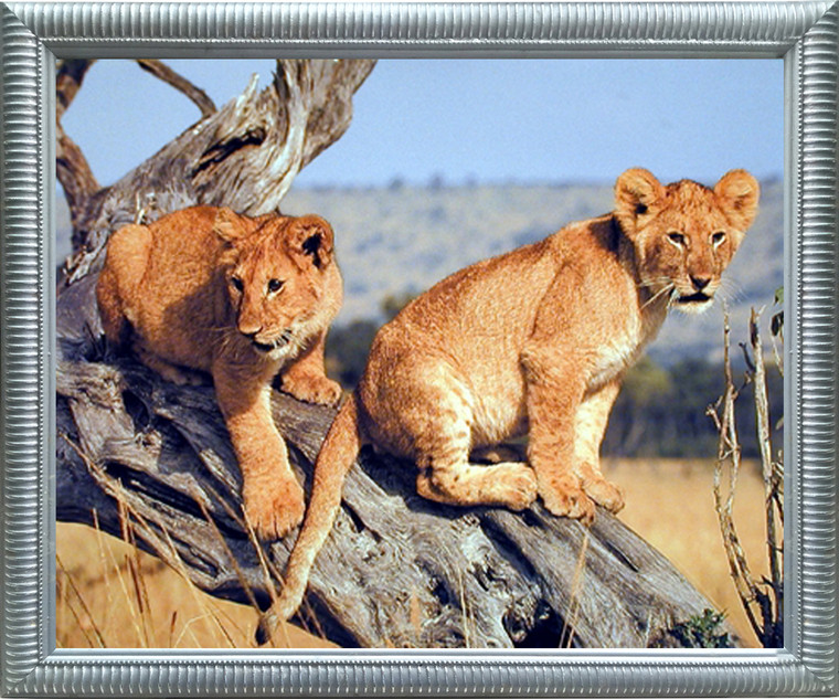 Impact Posters Gallery Lion Cubs Wildlife Animal Nature Wall Decor Silver Framed Art Print Picture (18x22)