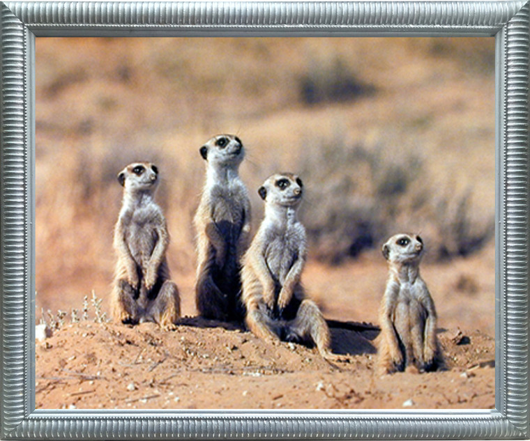 Impact Posters Gallery African Meerkats Suricata Suricatta Wildlife Animal Wall Decor Silver Framed Art Print Picture (18x22)