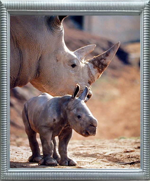 Impact Posters Gallery Mother Rhinoceros with Her Baby White Rhino Animal Wildlife Silver Framed Wall Decor Art Print Picture (18x22)