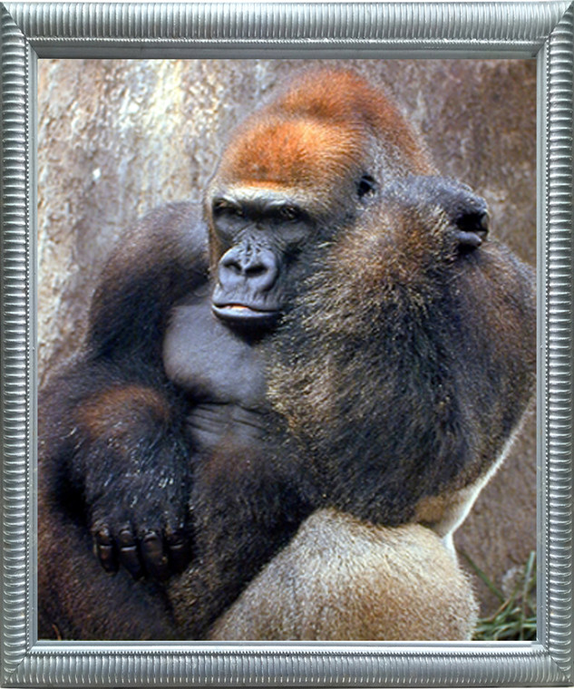 Impact Posters Gallery Lowland Gorilla Monkey Wild Animal Wall Decor Silver Framed Picture Art Print