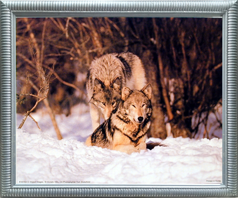 Impact Posters Gallery Wolf Pair in Snow Wildlife Animal Nature Wall Decor Silver Framed Picture Art Print