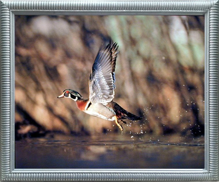 Impact Posters Gallery Hunting Animal Framed Wall Bedroom Decor Wild Wood Duck Flying Bird Wildlife Silver Art Print Picture