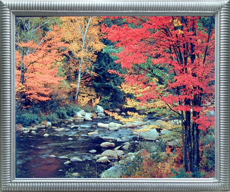 Impact Posters Gallery Red Trees in Forest with Stream Scenery Silver Picture Art Print Framed Wall Decoration