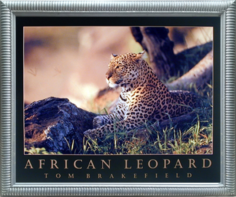 Impact Posters Gallery African Jungle Leopard Wildlife Animal Silver Framed Art Print Picture