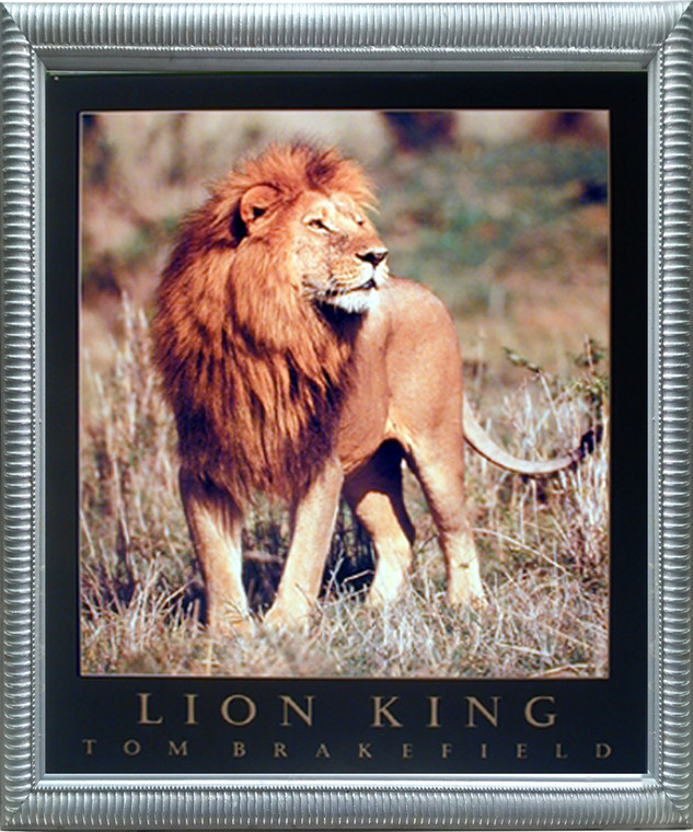 Impact Posters Gallery Framed Wall Decor African Jungle Lion King Big Cat Animal Wildlife Silver Framed Art Print Picture