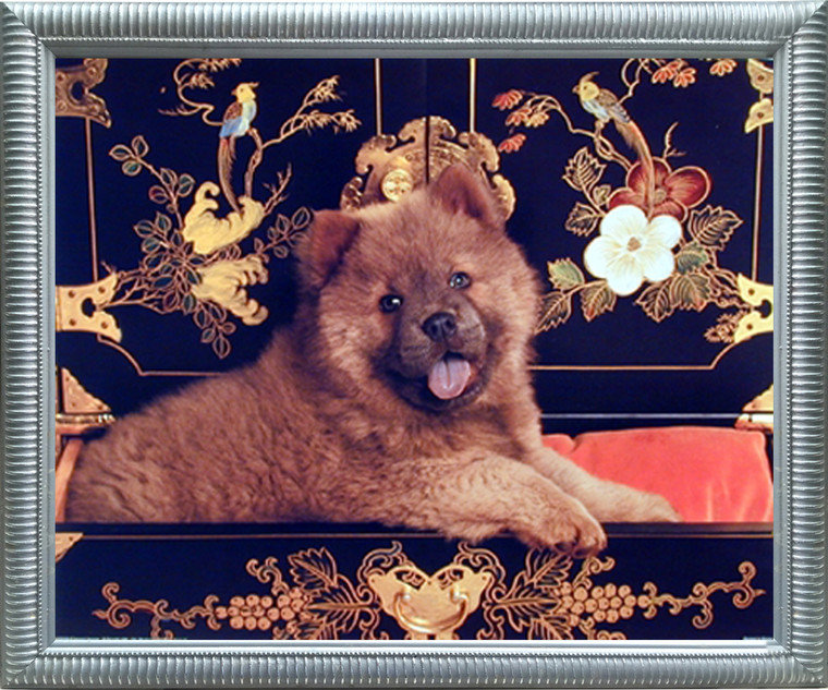 Impact Posters Gallery Chow Chow Puppy Cute Dog Animal Silver Framed Picture Art Print