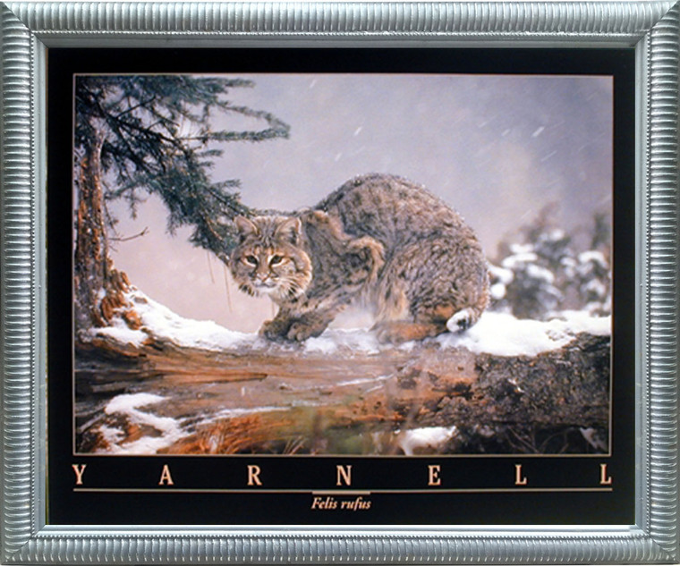 Framed Wall Decoration Bobcat in Snow Cat Wild Animal Silver Picture Framed Art Print Poster (20x24)