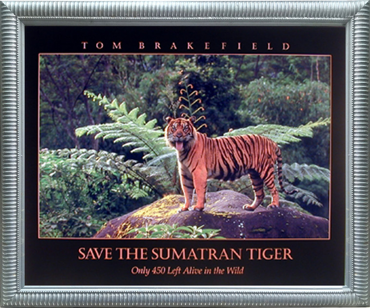 Impact Posters Gallery Smatran Tiger Roaring Wildlife Animal Wall Decor Silver Art Print Framed Wall Decor Picture (20x24)
