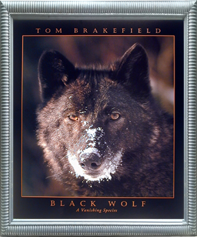 Impact Posters Gallery Black Wolf (A Vanishing Species) Silver Framed Picture Art Print