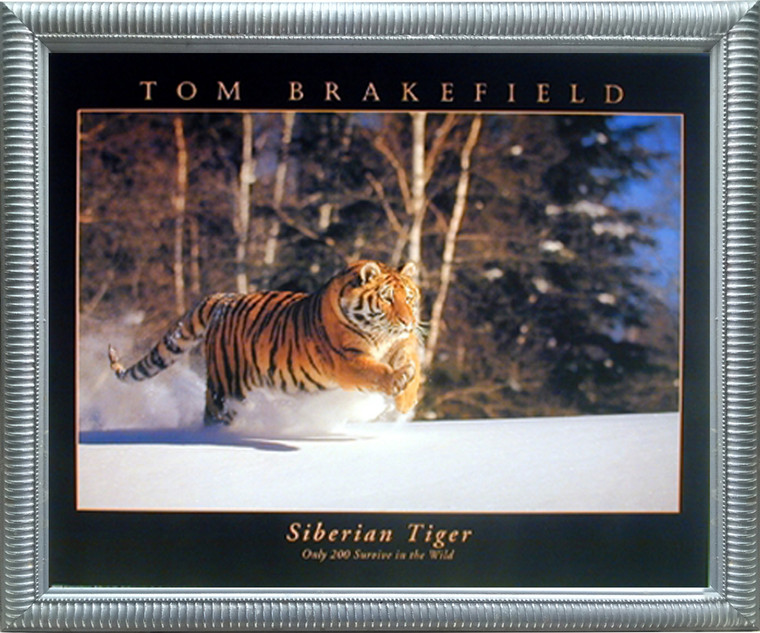 Impact Posters Gallery Siberian Tiger  Wild Animal Silver Art Print Framed Wall Decoration Picture (20x24)