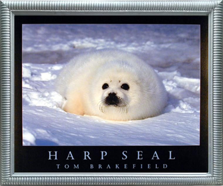 Impact Posters Gallery Cute Harp Seal in Snow  Wild Animal Silver Art Print Framed Wall Decor Picture