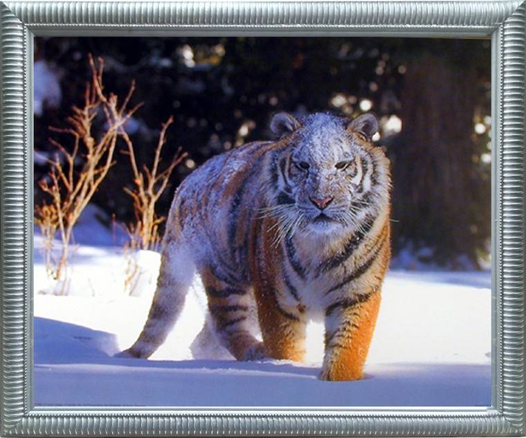 Impact Posters Gallery Siberian Tiger on Snow Wild Animal Silver Art Print Framed Wall Decoration (20x24)