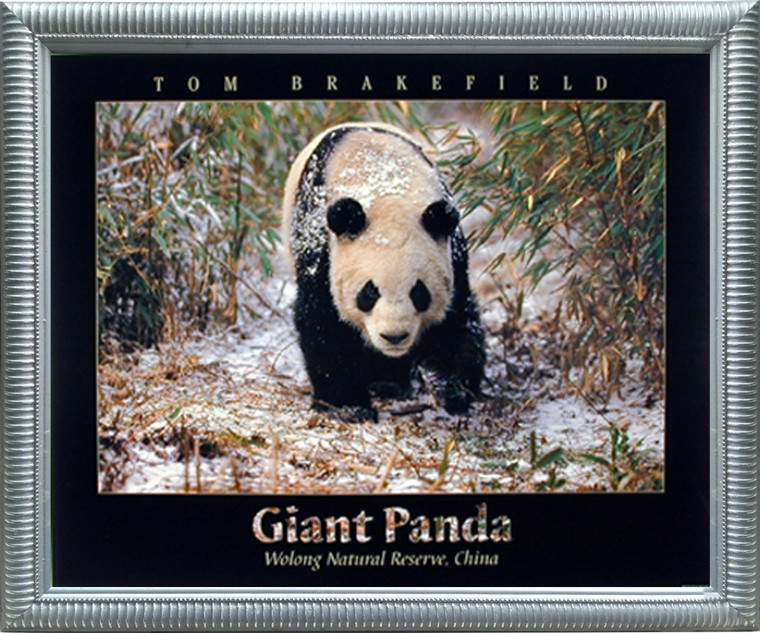 Impact Posters Gallery Giant Panda in The Snow Bamboo Wildlife Silver Art Print Framed Wall Decoration