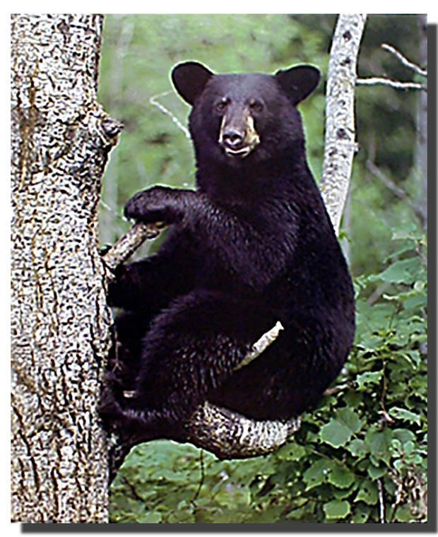 Black Bear in Tree Poster
