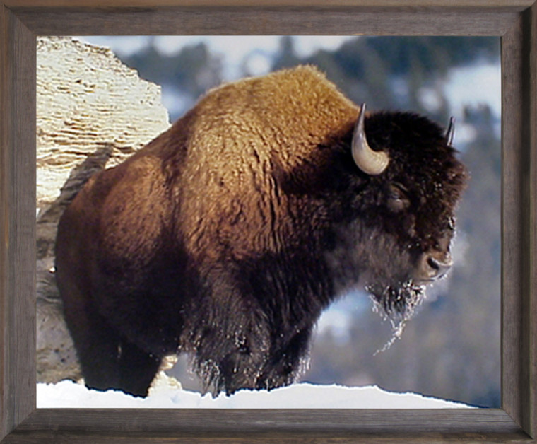 American Wildlife Animal Framed Wall Bedroom Decor Bison I Barnwood Picture Art Print Posters (19x23)