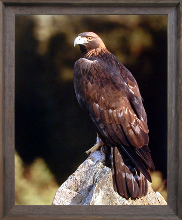 Impact Posters Gallery Golden Eagle Bird Wildlife Animal Home Barnwood Picture Art Print Framed Wall Decor (19x23)