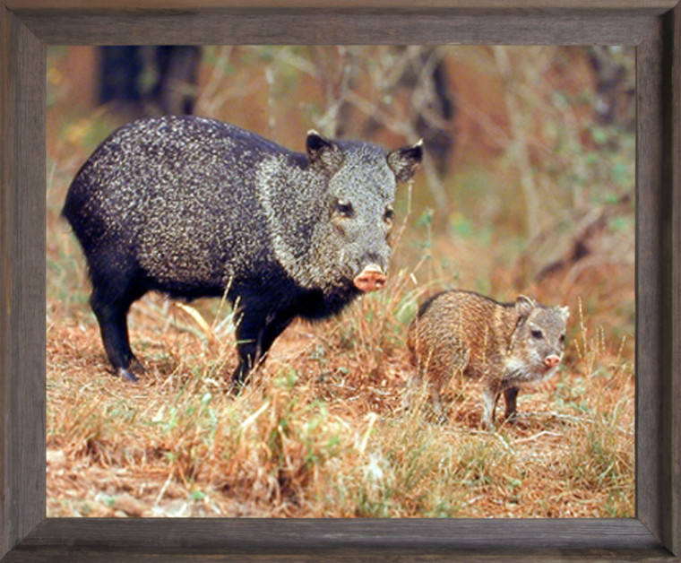 Wild Pig with Baby Animal Wall Decor Barnwood Framed Picture Art Print (19x23)