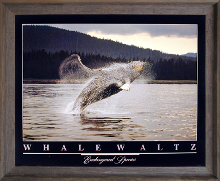 Framed Wall Decor Picture Humpback Whale Diving in Ocean Underwater Sea Animal Barnwood Art Print (19x23)