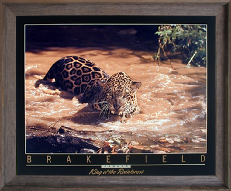 Impact Posters Gallery Wild Jaguar (Panthera Leopard) Wildlife Animal Barnwood Framed Picture Art Print (19x23)