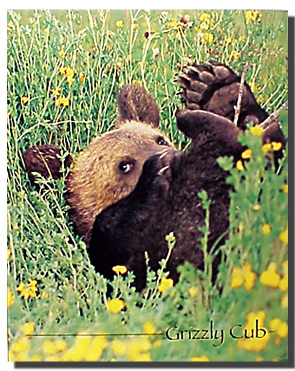 Grizzly Bear Cub Poster