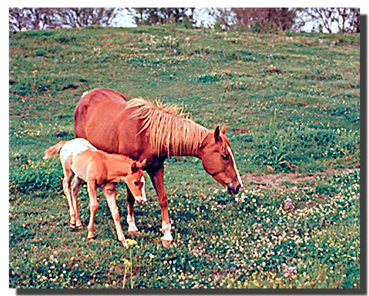 Mare with Colt Poster