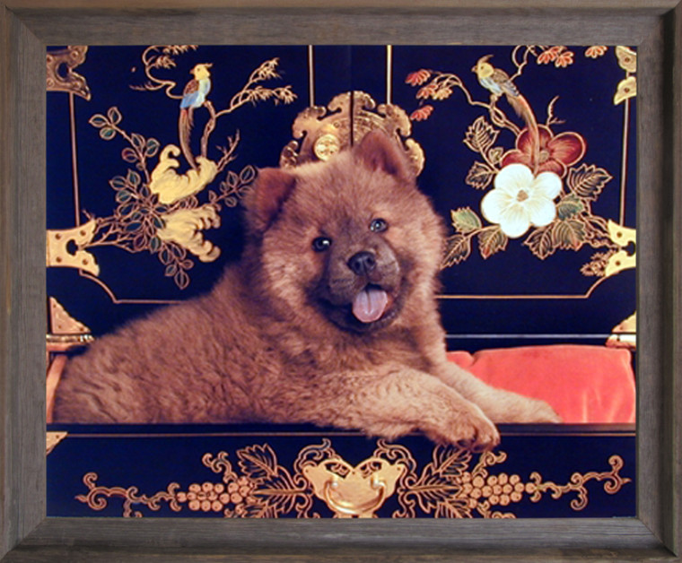 Impact Posters Gallery Framed Wall Picture Decor Chow Chow Puppy Cute Dog Animal Barnwood Art Print (19x23)