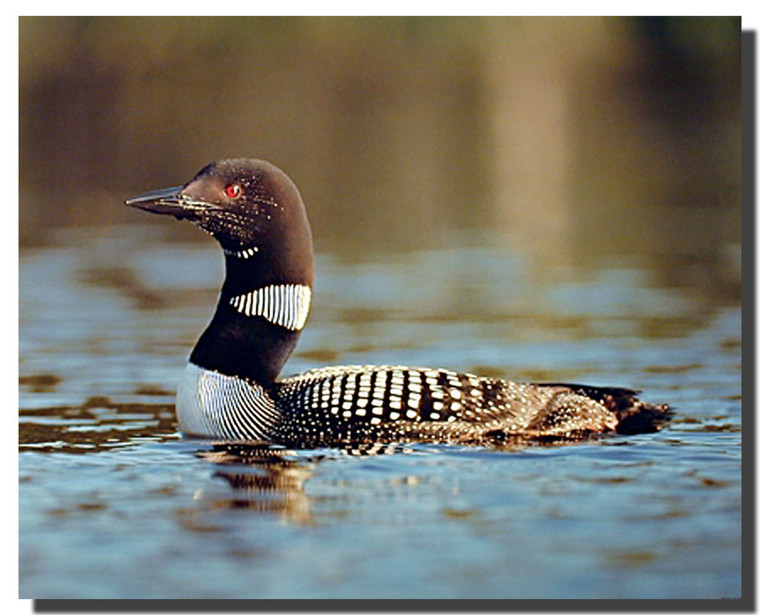 Common Loon Birds Poster