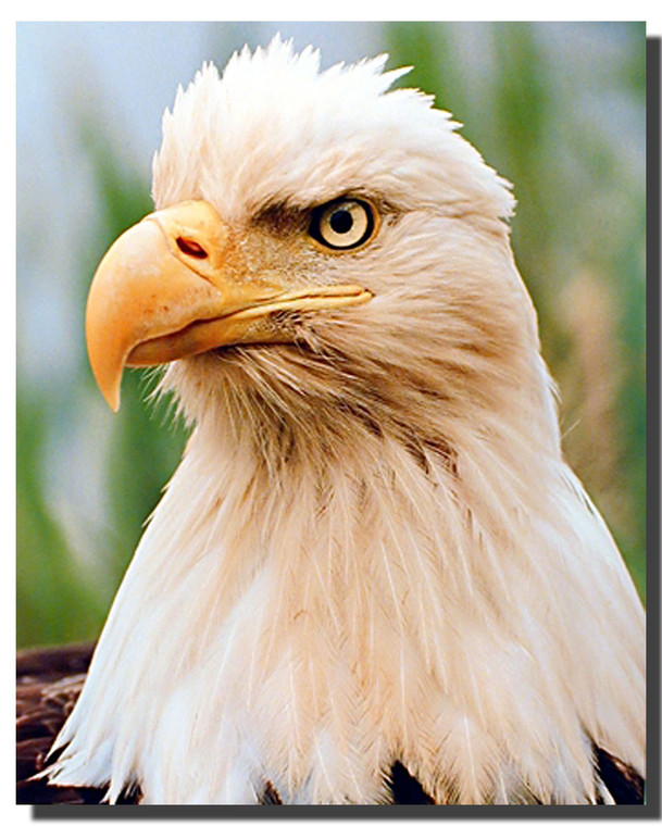 Bald Eagle Head Posters