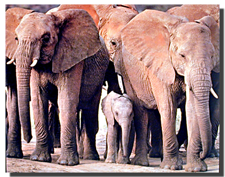 Elephant Herd Print and Poster