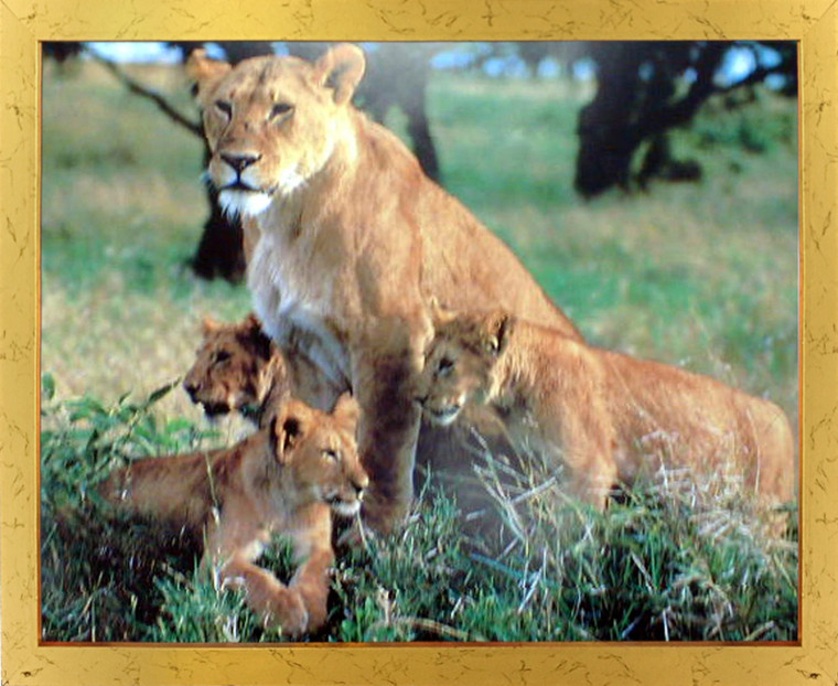 Impact Posters Gallery Lion Cubs with Mother Schafer Wild Animal Wall Decor Golden Framed Picture Art Print (18x22)