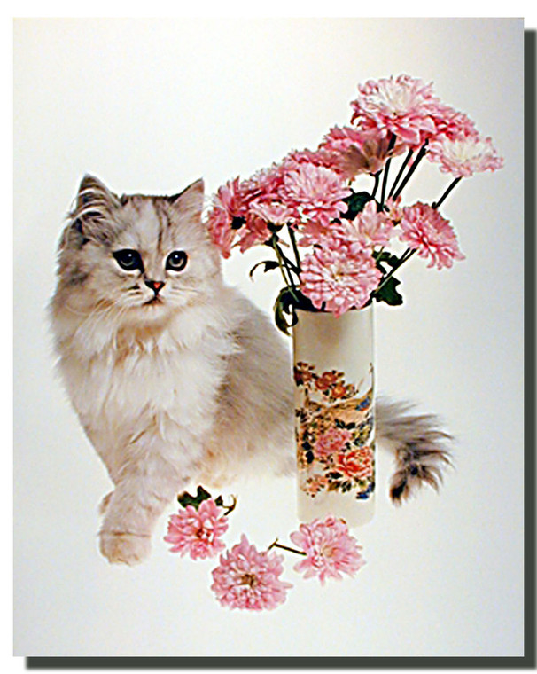 Cat Poster - White Cat and Carnations