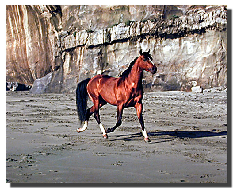 Horse on Beach Poster