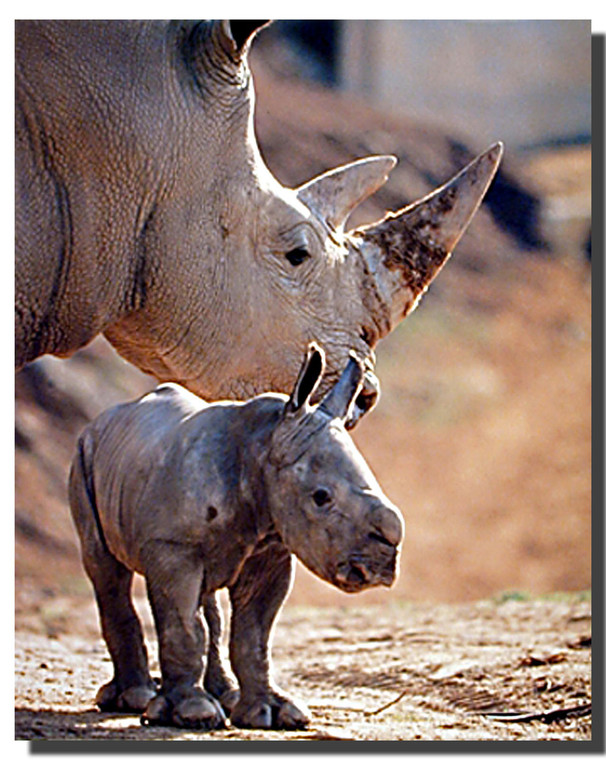 Baby White Rhinoceros Poster