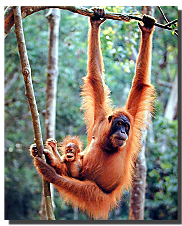  Orangutan and Baby Poster