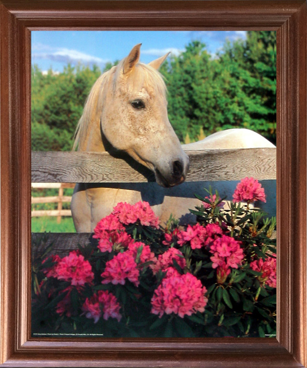 Impact Posters Gallery White Morgan Framed Picture Wall Decoration Mare Horse with Flowers Mahogany Art Print