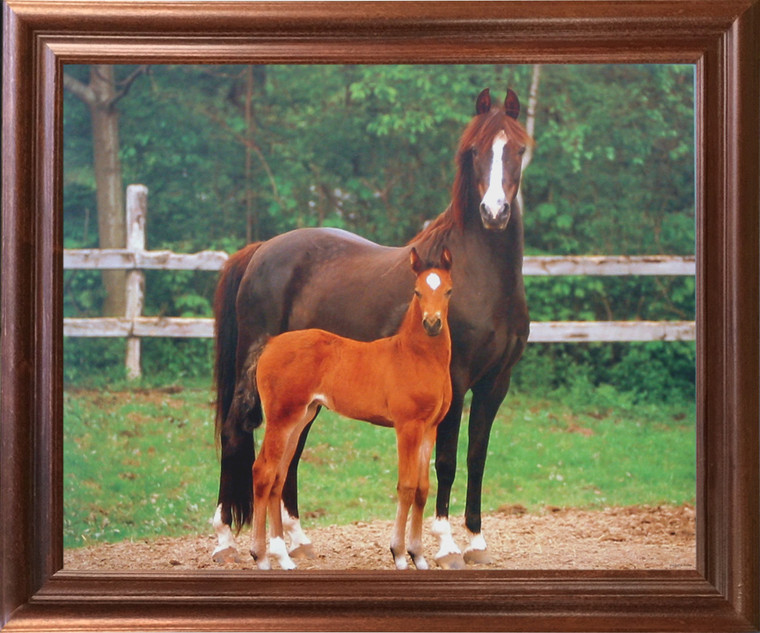 Impact Posters Gallery Arabian Mare and Foal Horse Farm Animal Wall Mahogany Framed Picture Art Print