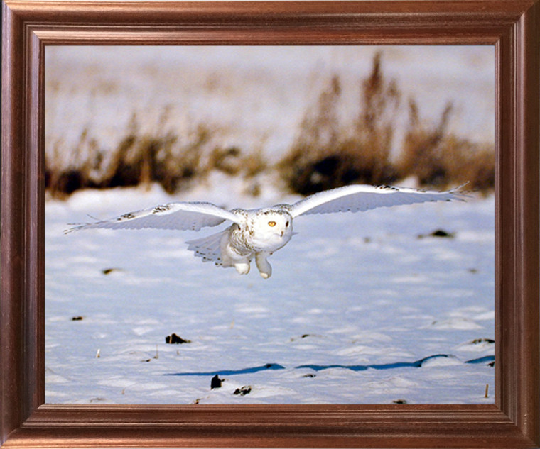 Impact Posters Gallery Snow White Owl Bird Wildlife Animal Mahogany Framed Wall Decoration Art Print (18x22)