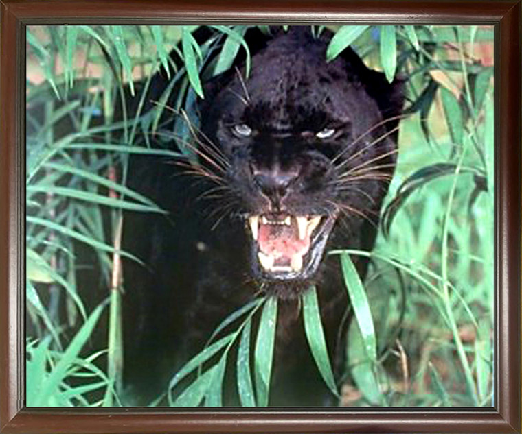 Framed Wall Decor Picture Black Panther (Jaguar, Big Cat) wild Animal Mahogany Picture Art Print