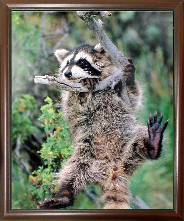 Impact Posters Gallery Raccoon Kit Hanging Around The Tree Wild Animal Wall Decor Mahogany Framed Art Print Picture (20x24)