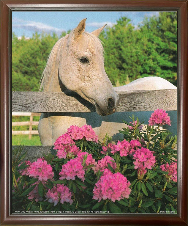 Impact Posters Gallery Arabian Framed Picture Art Print White Morgan Mare Horse with Flowers Mahogany Wall Decoration Poster